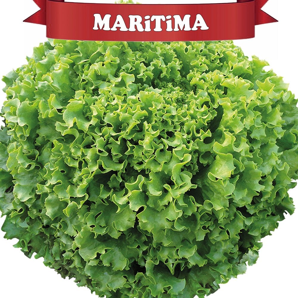 Maritima Kıvırcık Marul Fidesi