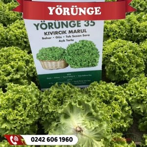 Yörünge Kıvırcık Marul Fidesi