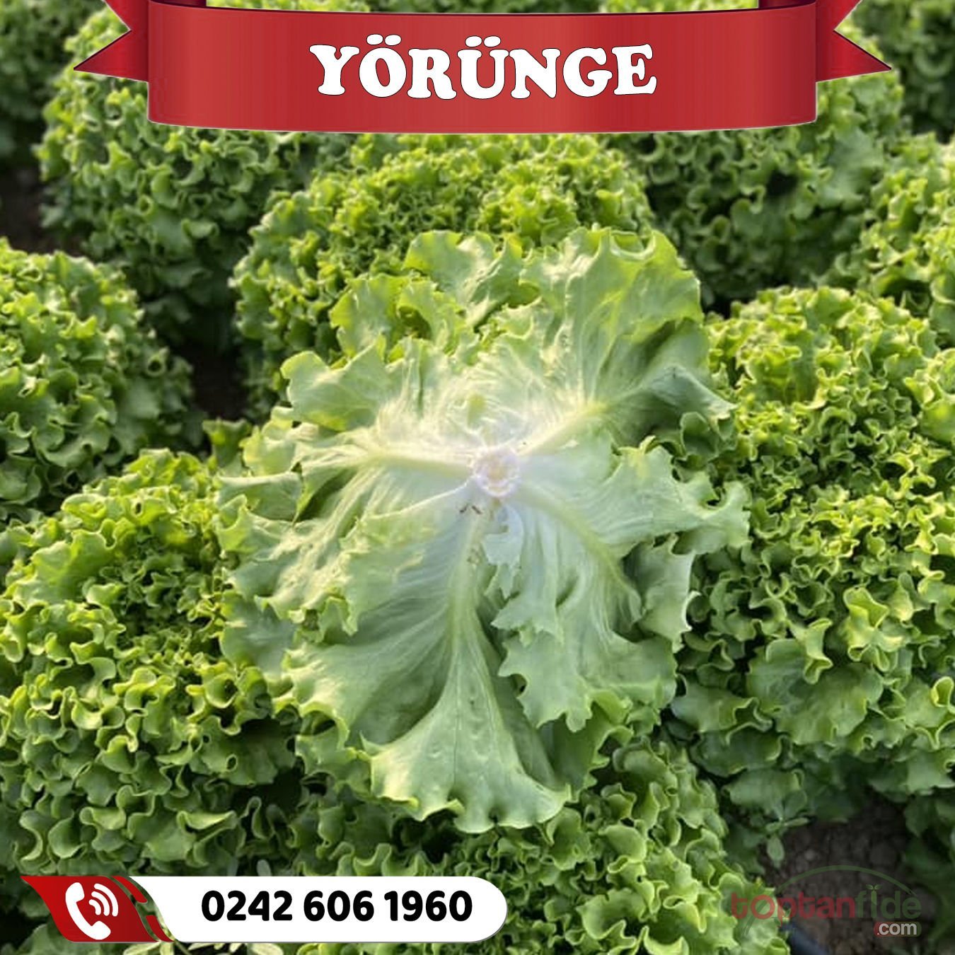 Yörünge Kıvırcık Marul Fidesi