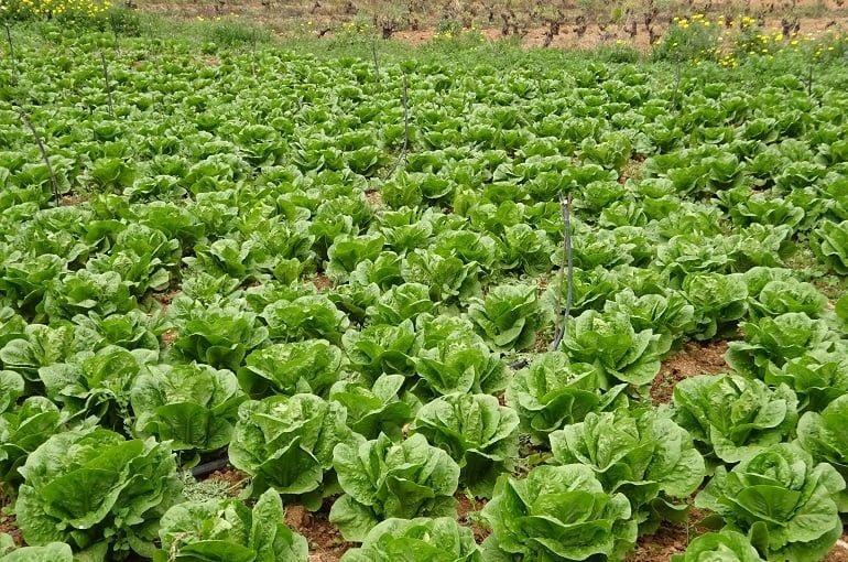 Lezzetli Marullar Nasıl Yetiştirilir?