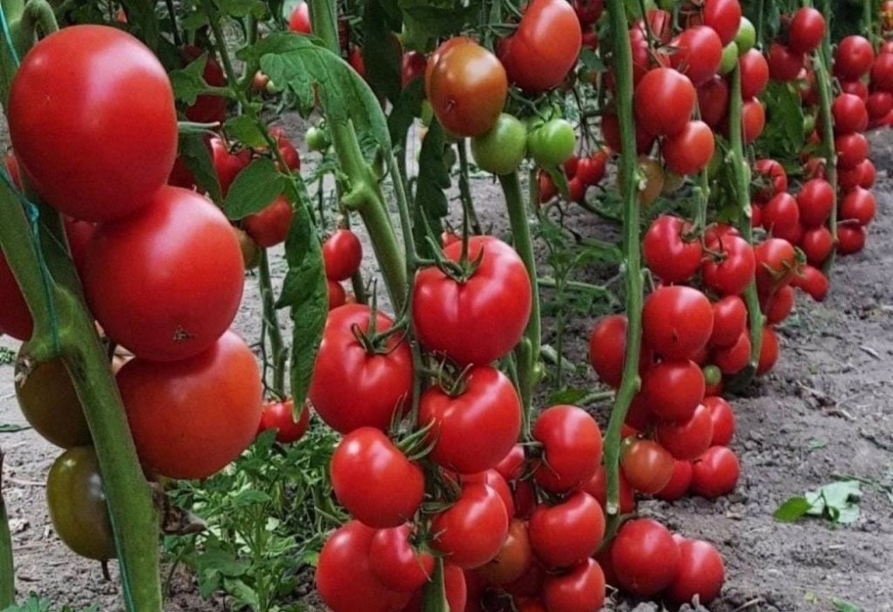 Domates Fidesi Hakkında En Fazla Sorulan 40 Soru
