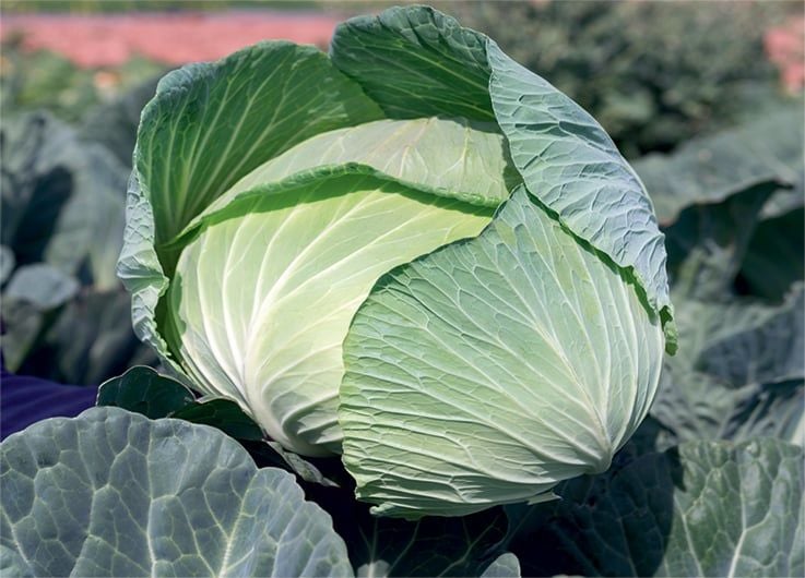 Beyaz Lahana Fidesi Hakkında En Çok Sorulan 30 Soru