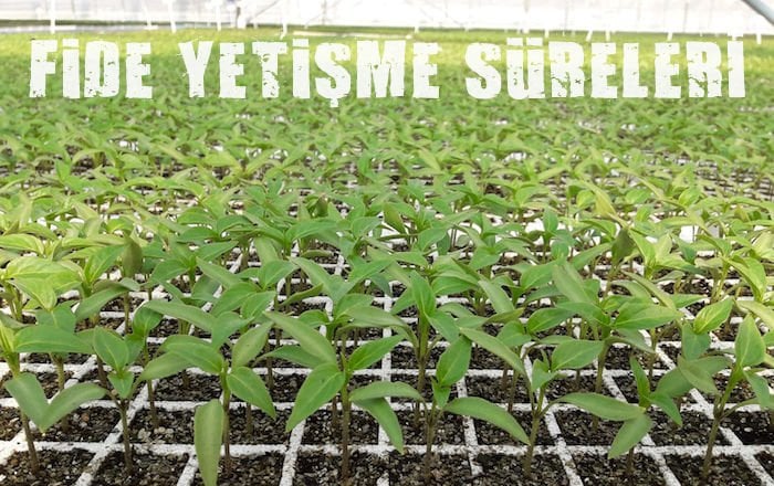 Fide Yetişme Süreleri