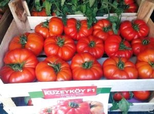 Kuzeyköy F1 - Köy Domatesi Fidesi