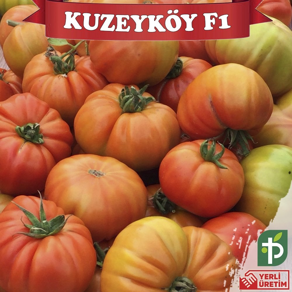 Kuzeyköy F1 - Köy Domatesi Fidesi