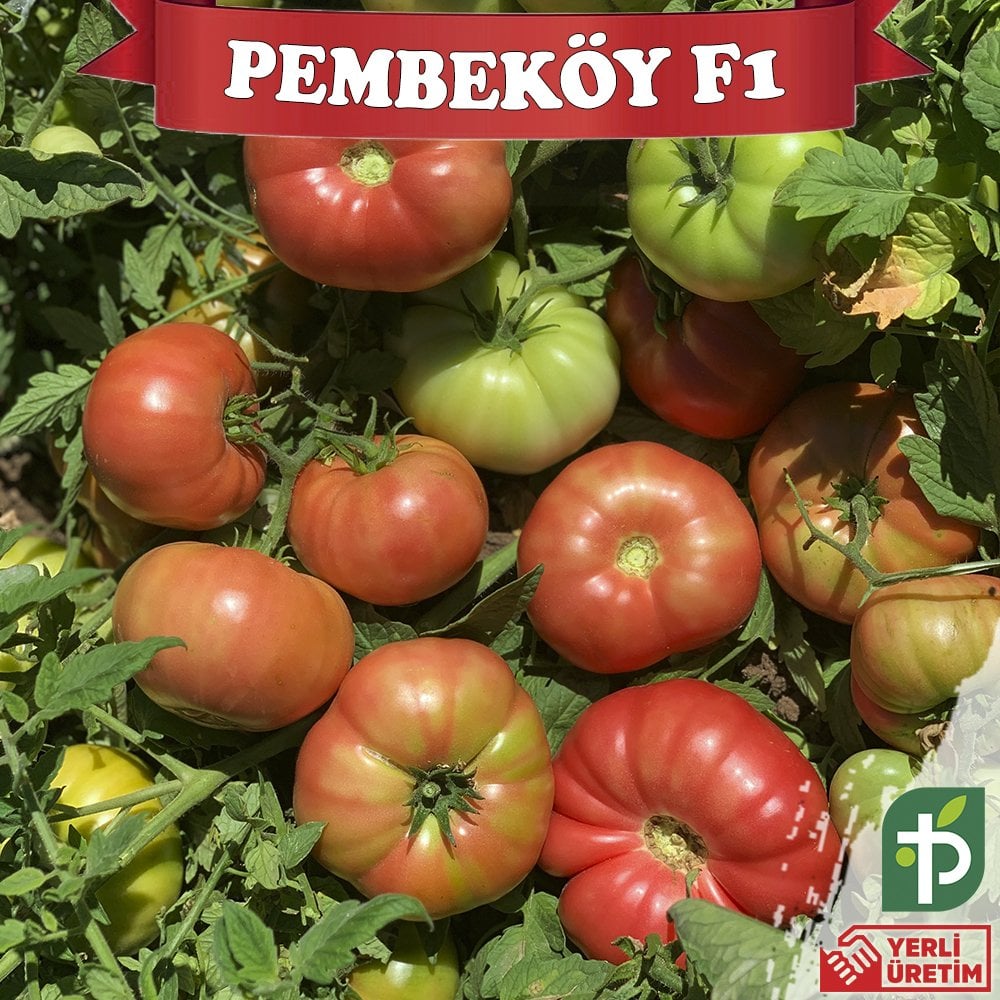Pembeköy F1 - Pembe Köy Domatesi Fidesi