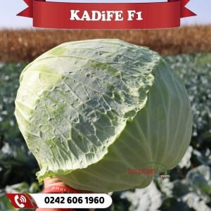Kadife F1 70 Günlük Beyaz Lahana Fidesi
