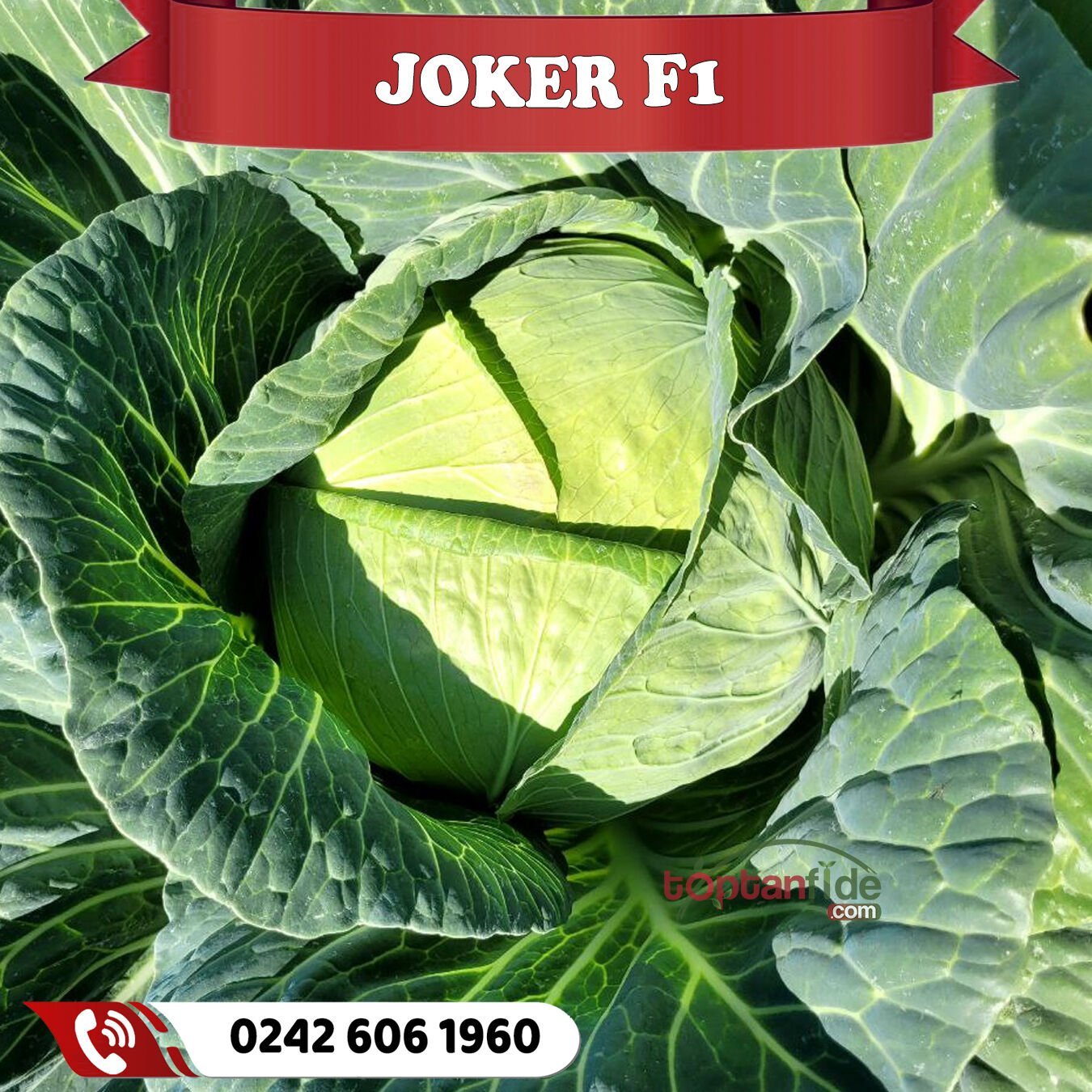 Joker F1 75 Günlük Beyaz Lahana Fidesi