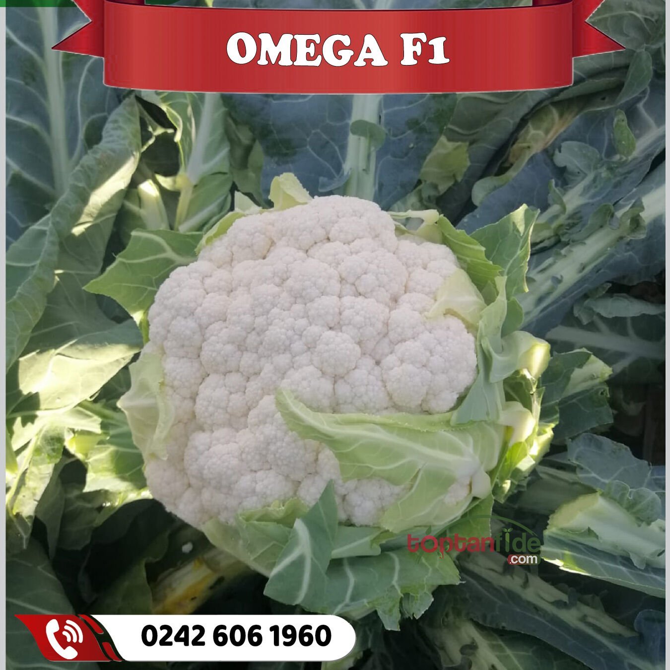 Omega F1 Kışlık Karnabahar Fidesi