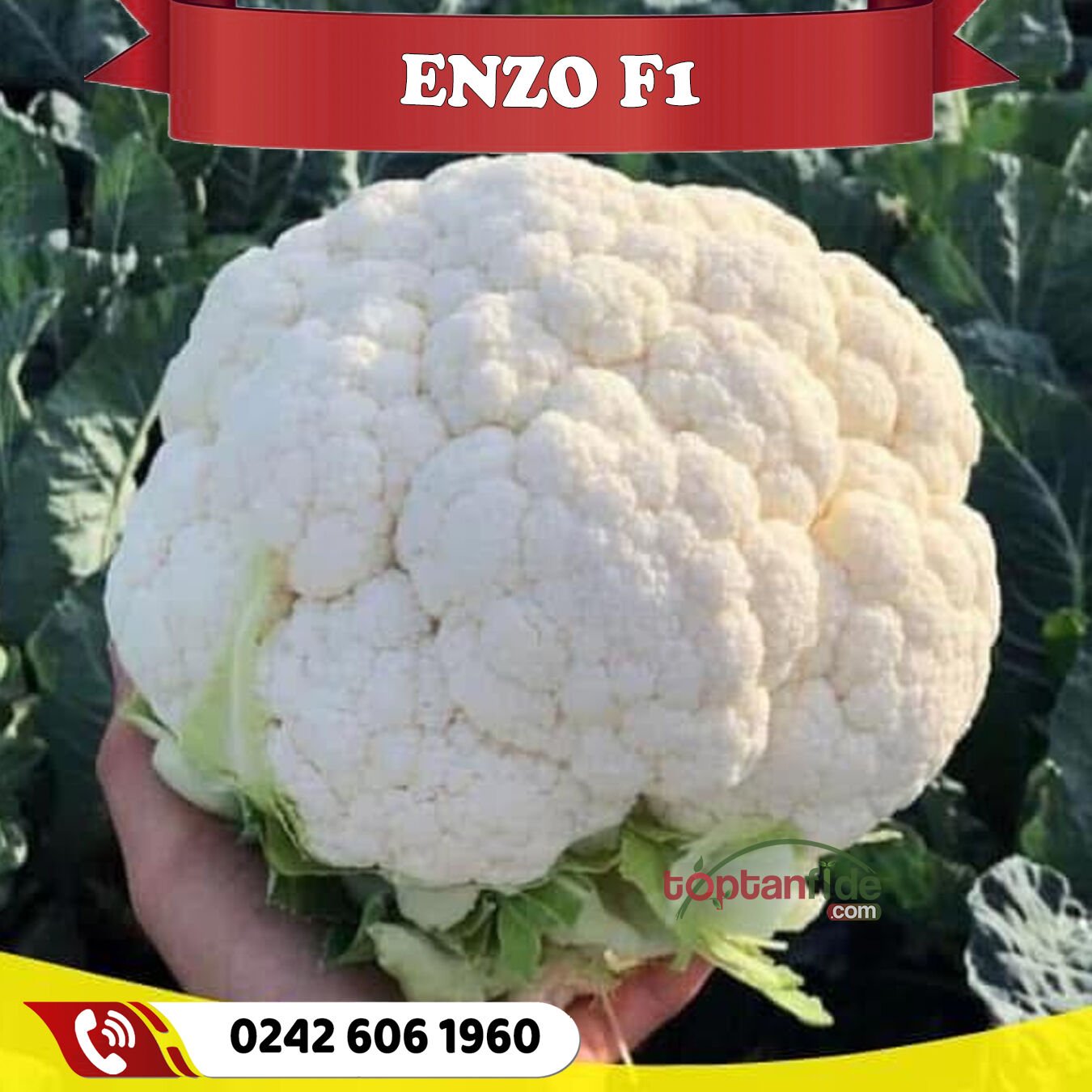 Enzo F1 Kışlık Karnabahar Fidesi