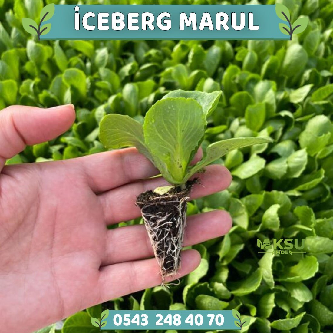 İceberg Göbek Marul Fidesi