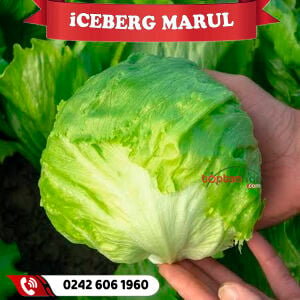 İceberg Göbek Marul Fidesi