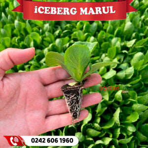 İceberg Göbek Marul Fidesi