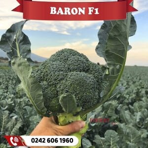 Baron F1 Güzlük 75 Günlük Brokoli Fidesi
