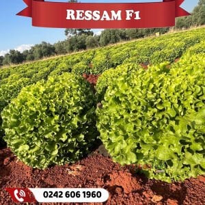 Ressam Kıvırcık Marul Fidesi