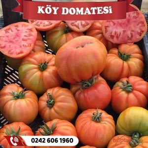 Hibrit Köy Domatesi Fidesi