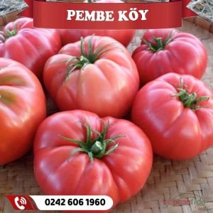 Hibrit Pembe Köy Domatesi Fidesi