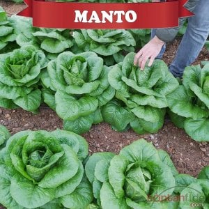 Manto Yedikule Tipi Marul Fidesi