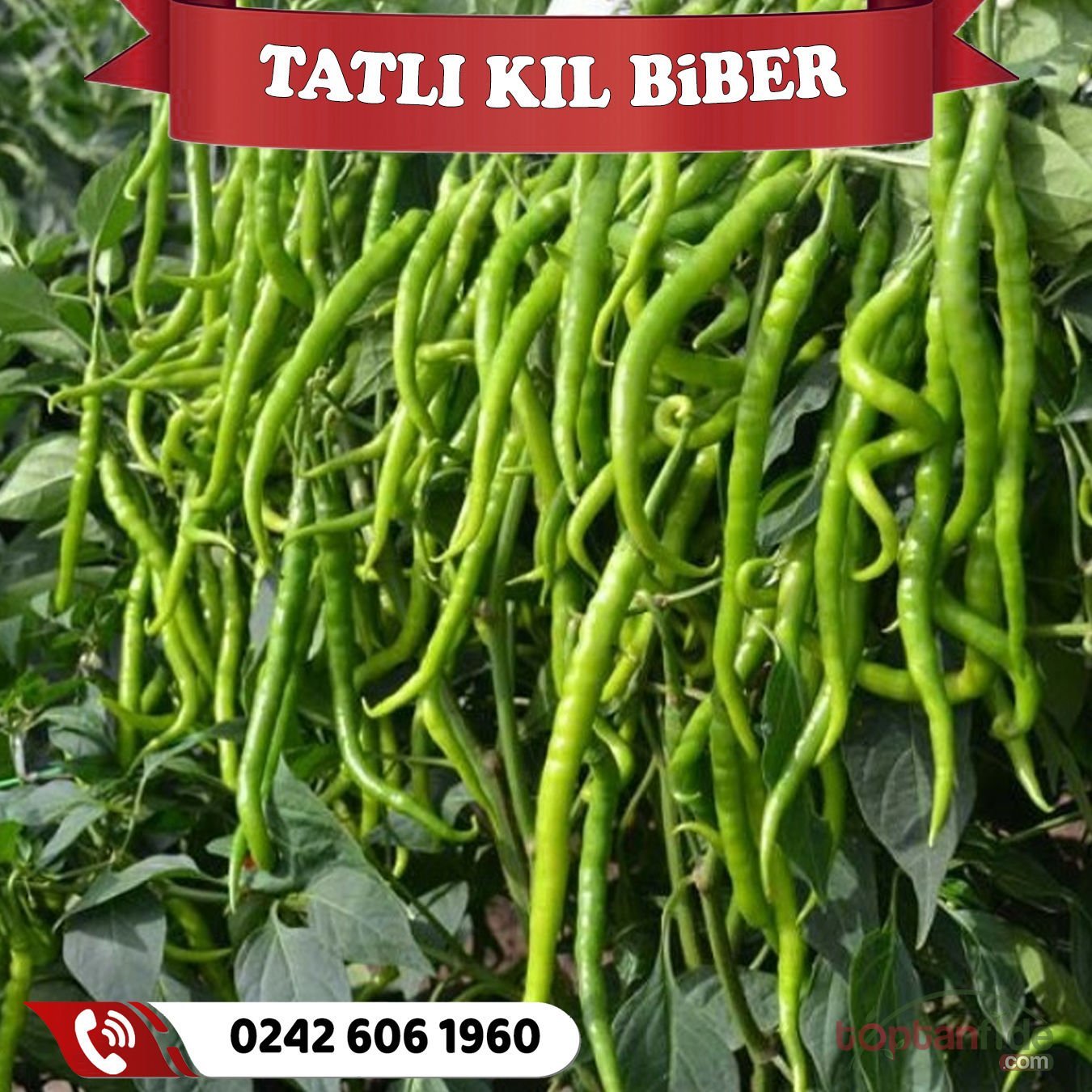 Hibrit Tatlı Kıl Biber Fidesi