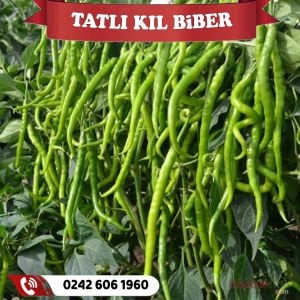 Hibrit Tatlı Kıl Biber Fidesi