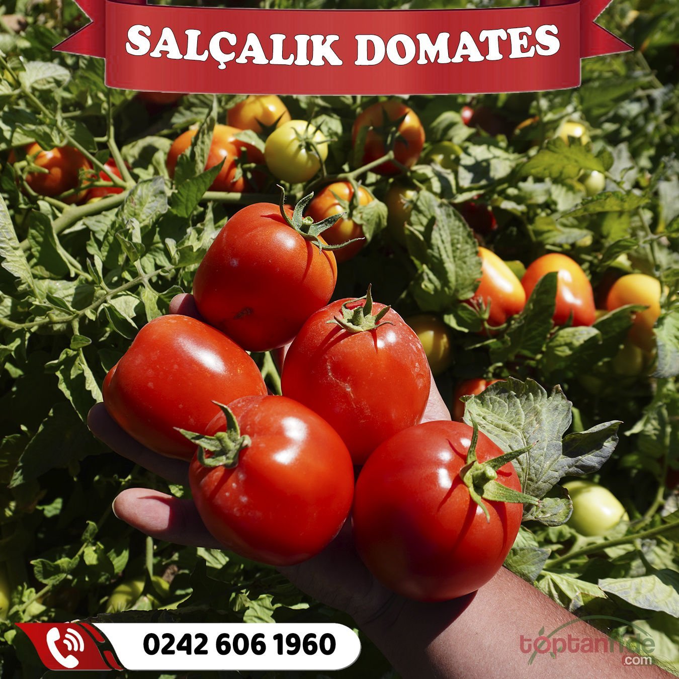 Hibrit Salçalık Domates Fidesi