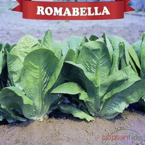 Romabella Kıvırcık Marul Fidesi