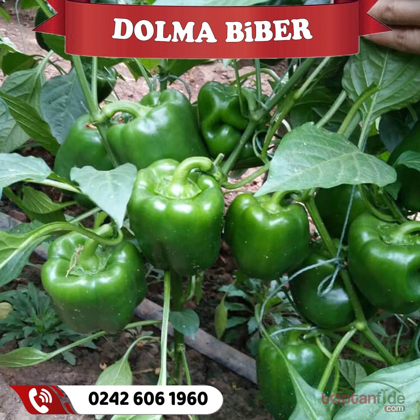 Hibrit Dolma Biber Fidesi