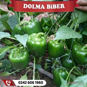 Hibrit Dolma Biber Fidesi