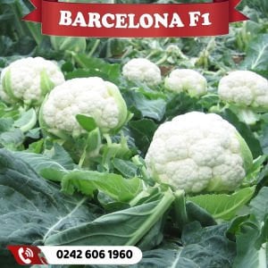 Barcelona F1 Erkenci Karnabahar Fidesi