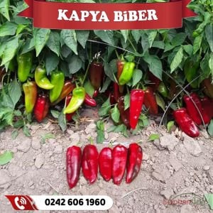 Hibrit Kapya Biber Fidesi