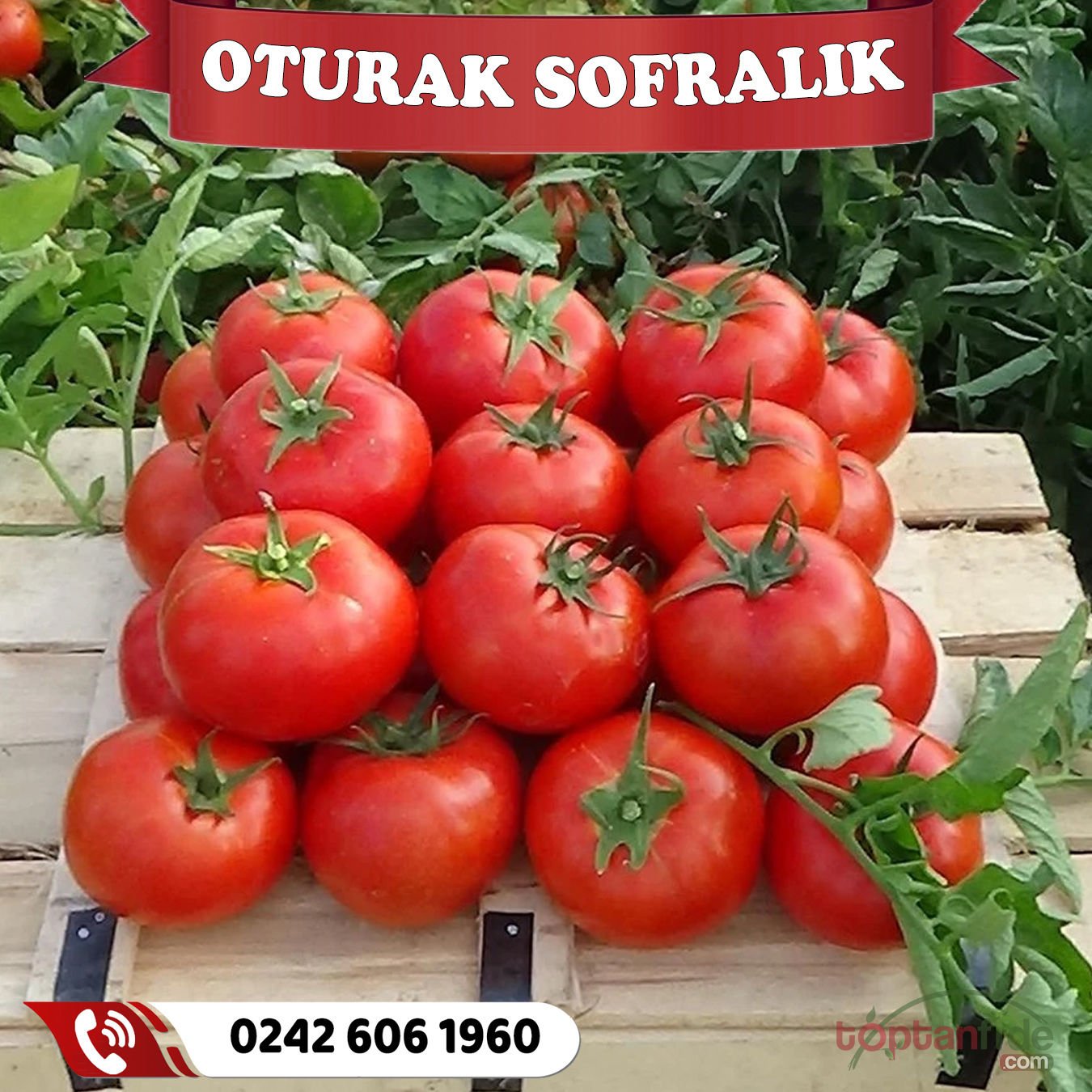 Hibrit Oturak Sofralık Domates Fidesi
