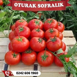 Hibrit Oturak Sofralık Domates Fidesi