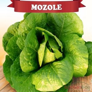 Mozole Yedikule Marul Fidesi
