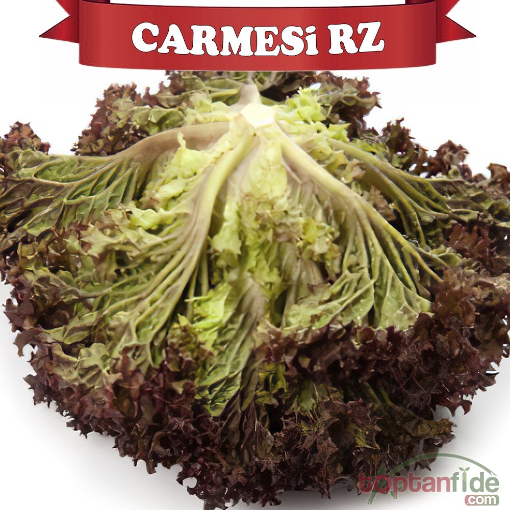 Carmesi Rz Kırmızı Kıvırcık Marul Fidesi