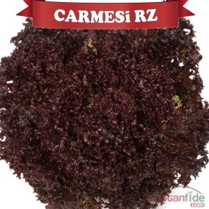Carmesi Rz Kırmızı Kıvırcık Marul Fidesi