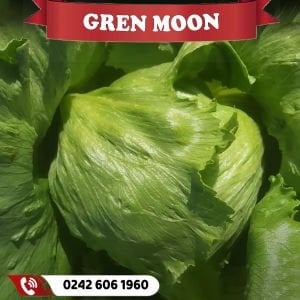 Green Moon İceberg Marul Fidesi