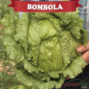Bombola İceberg Marul Marul Fidesi