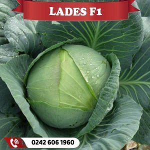 Lades 80 Günlük Beyaz Lahana Fidesi