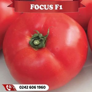 Focus F1 Oturak Tarla Domatesi Fidesi