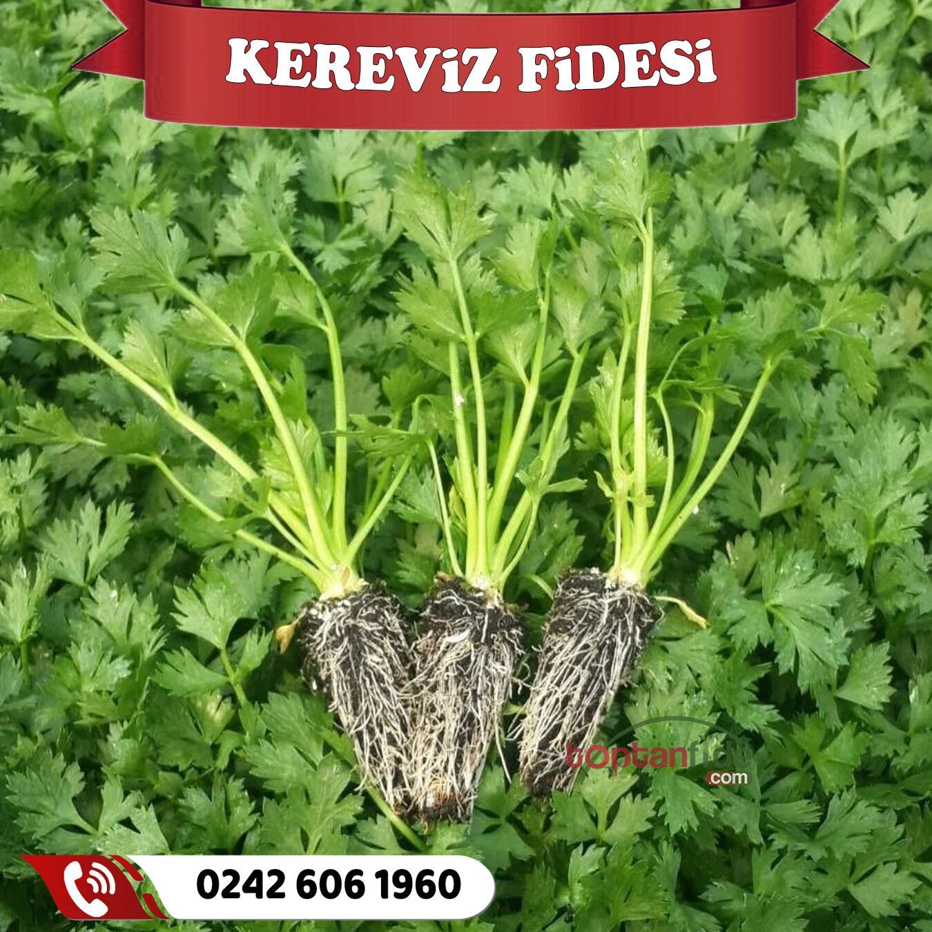 Kereviz Fidesi