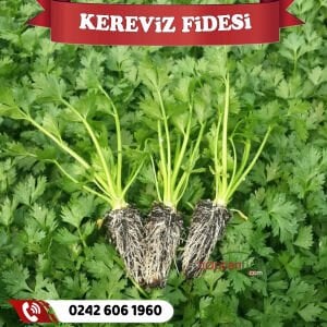 Kereviz Fidesi