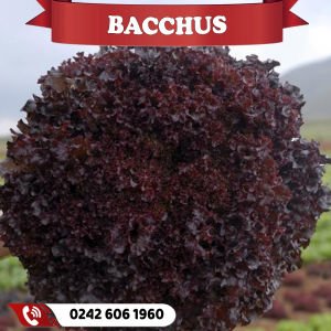 Bacchus Kırmızı Kıvırcık Marul Fidesi