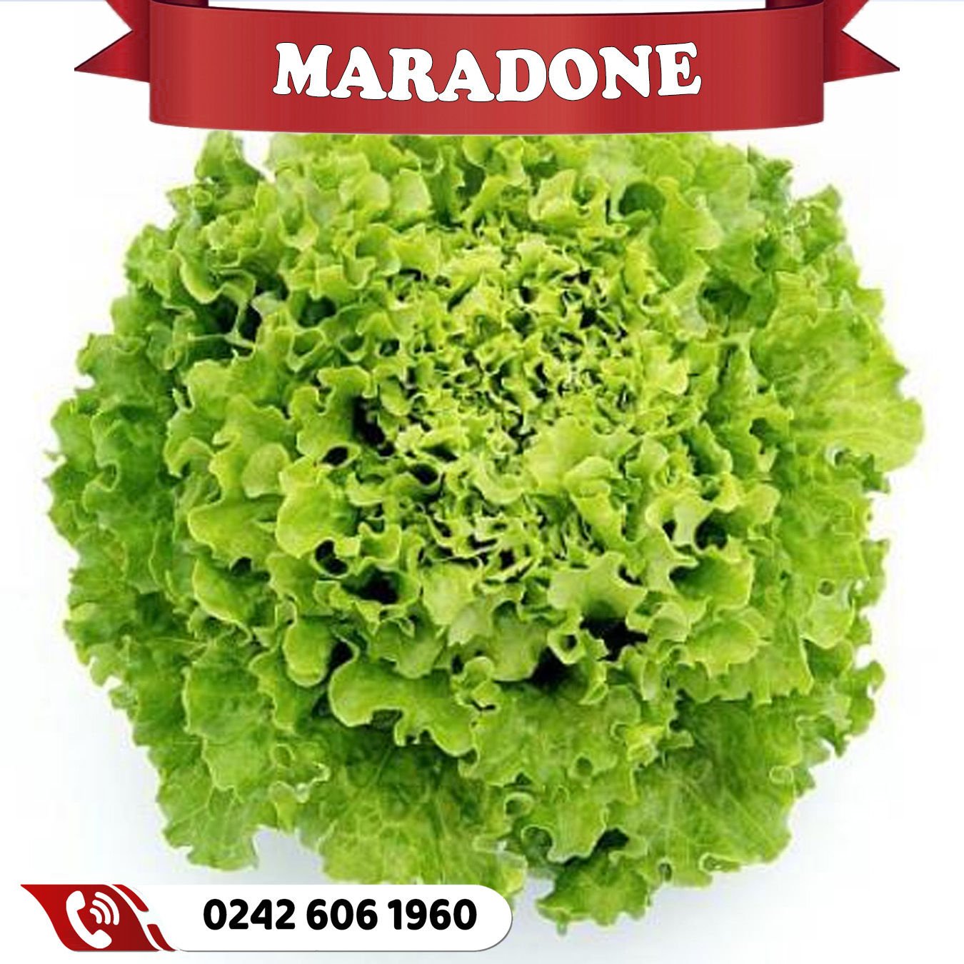 Maradone İri Kıvırcık Marul Fidesi