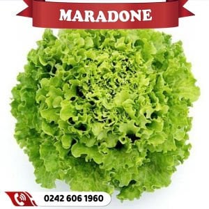 Maradone İri Kıvırcık Marul Fidesi