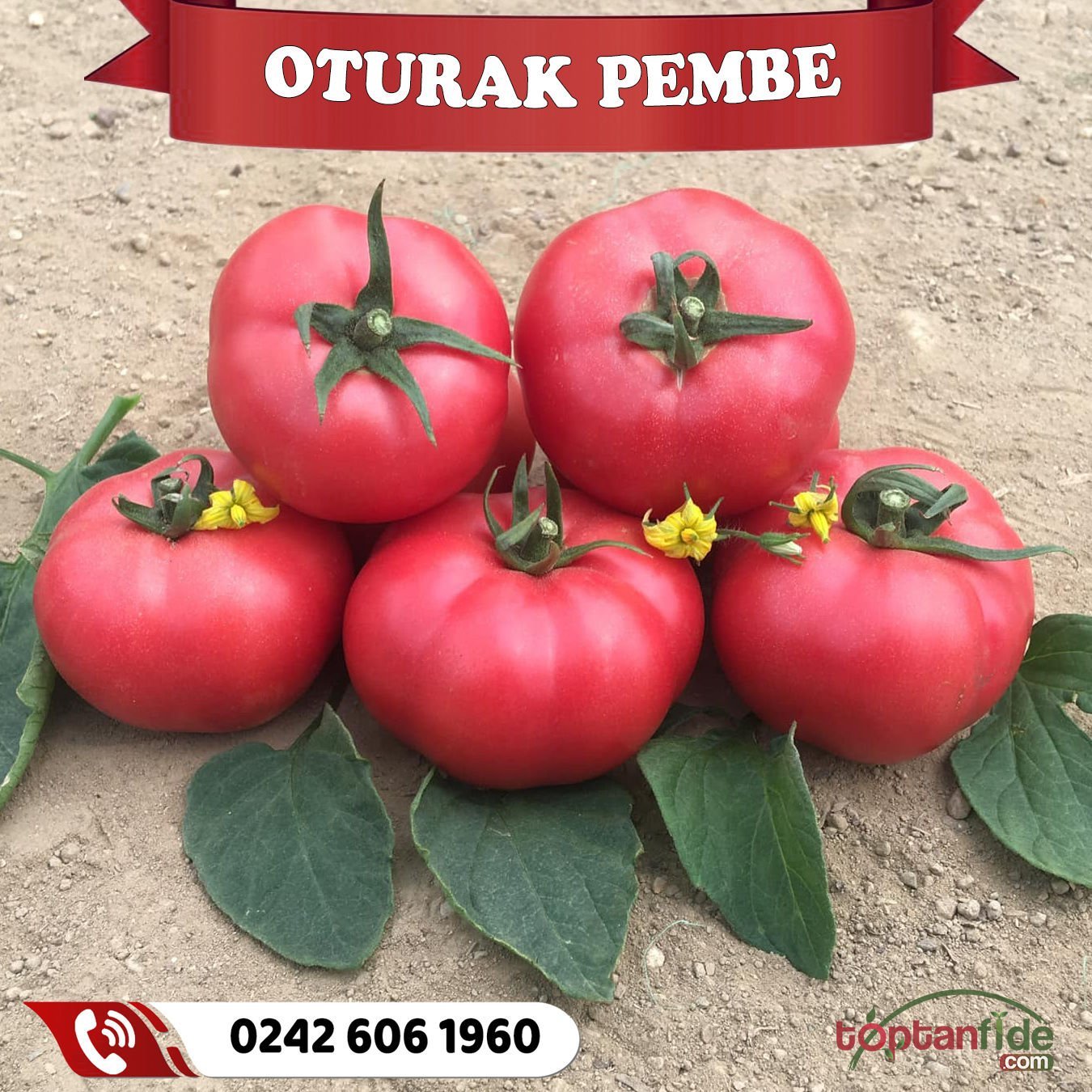 Hibrit Oturak Pembe Domates Fidesi