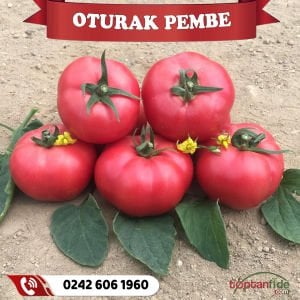 Hibrit Oturak Pembe Domates Fidesi
