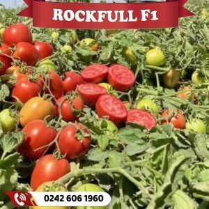 Rockfull F1 Oturak Domates Fidesi