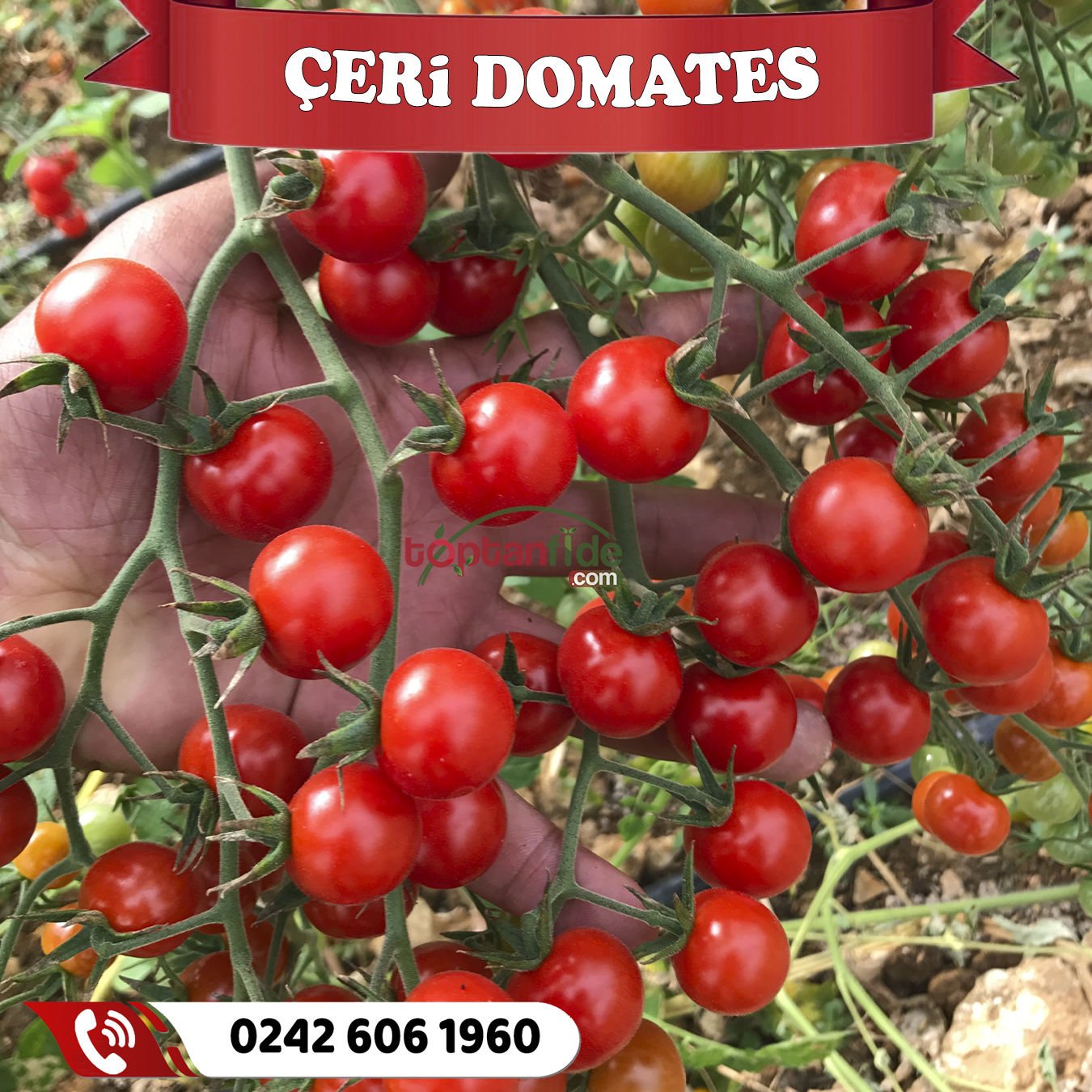 Hibrit Çeri Domates Fidesi