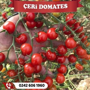 Hibrit Çeri Domates Fidesi