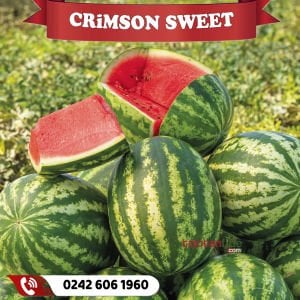 Crimson Sweet Tipi Karpuz Fidesi